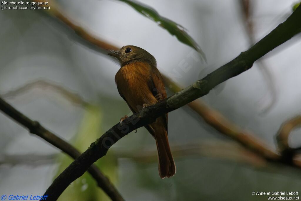 Ruddy-tailed Flycatcheradult