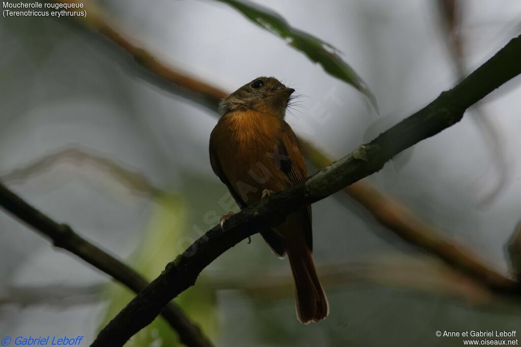 Ruddy-tailed Flycatcheradult