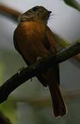 Ruddy-tailed Flycatcher