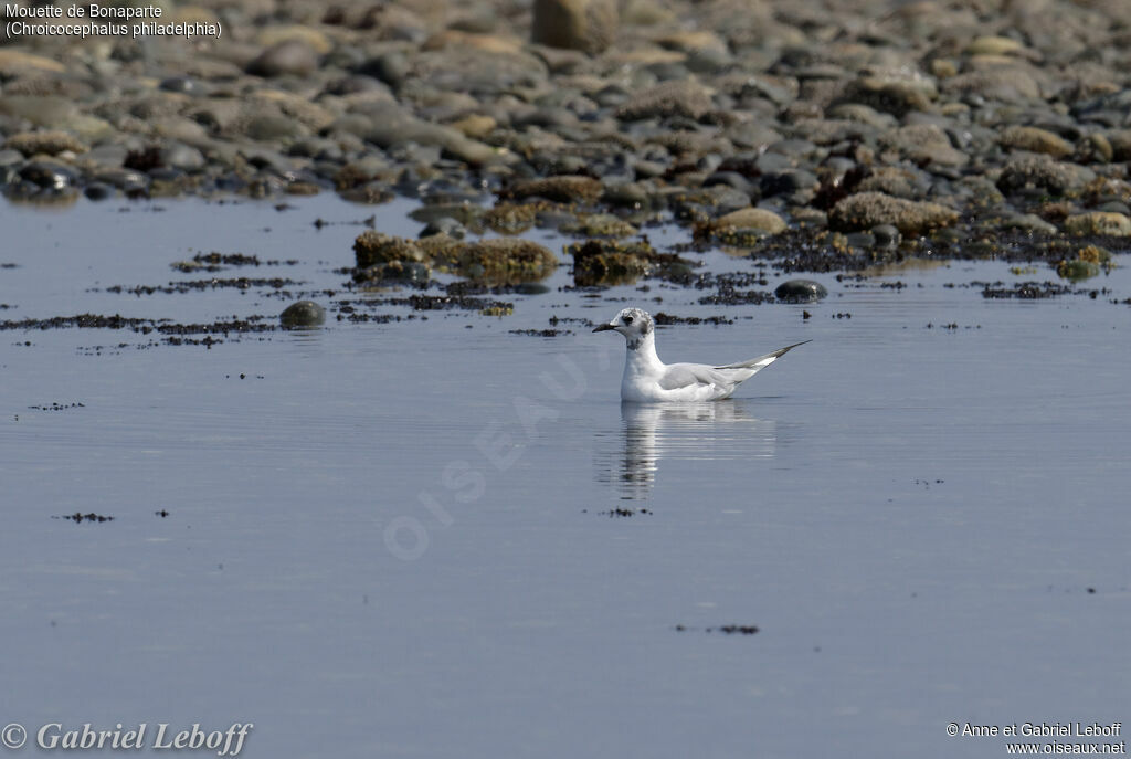 Mouette de Bonapartejuvénile