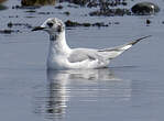 Mouette de Bonaparte