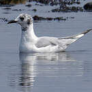 Mouette de Bonaparte