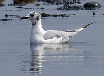 Mouette de Bonaparte