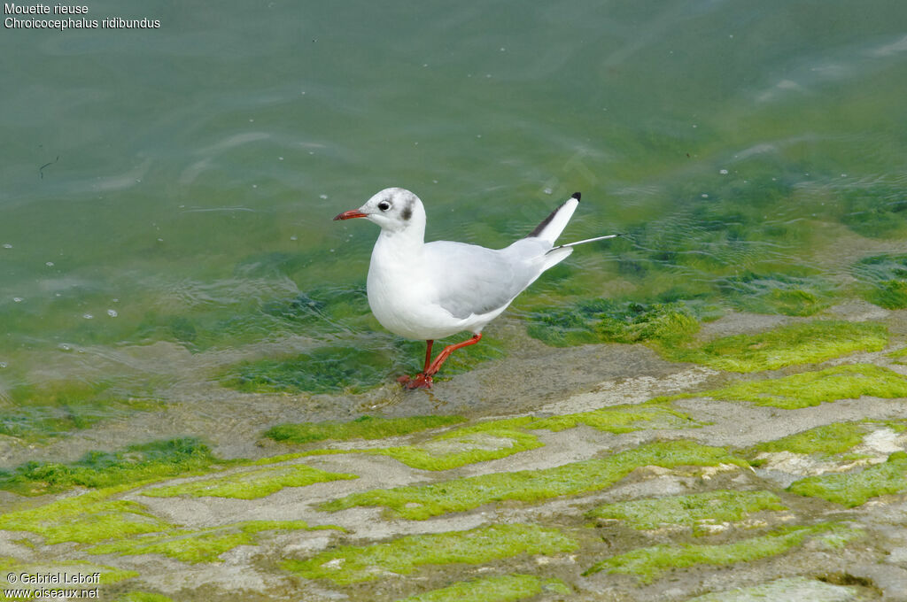 Black-headed Gull