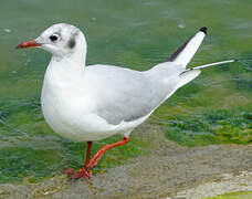 Mouette rieuse