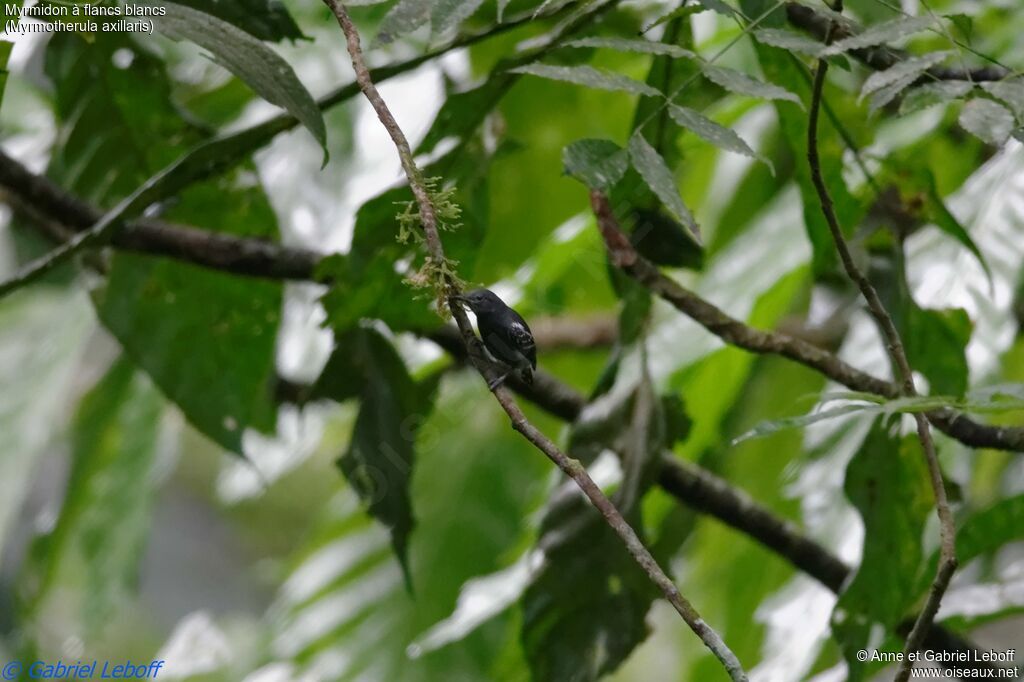 White-flanked Antwren male