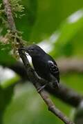 White-flanked Antwren