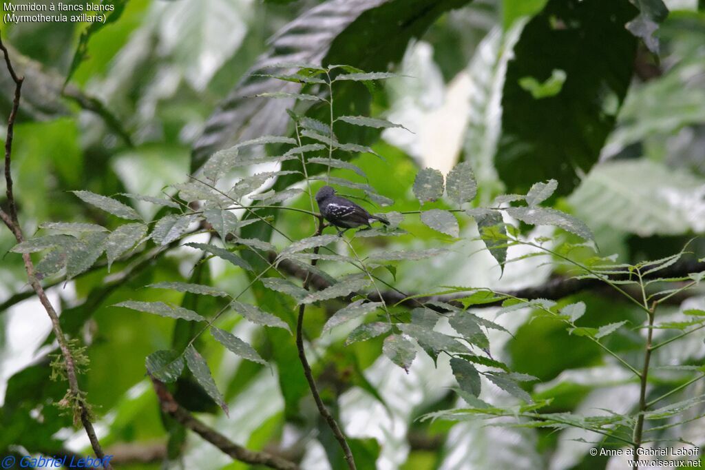 Myrmidon à flancs blancs mâle