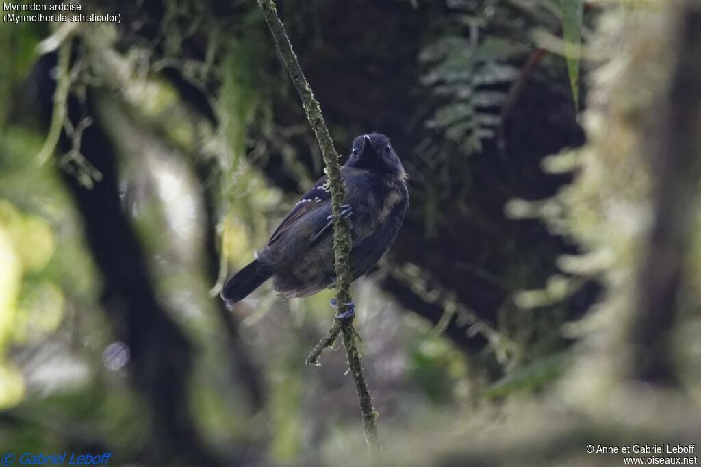 Slaty Antwren male subadult