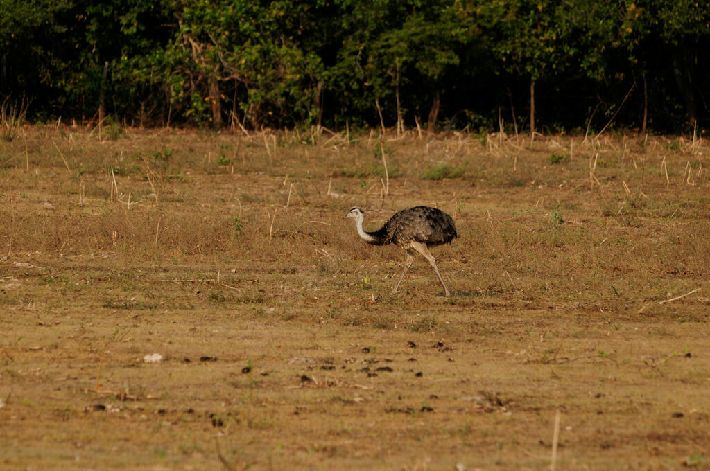 Greater Rhea