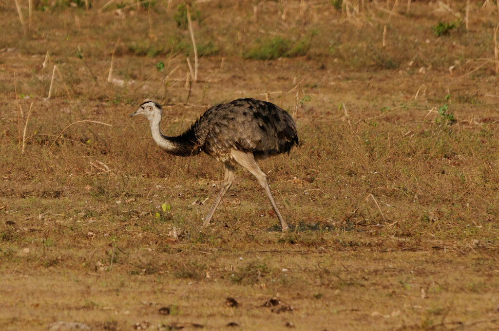 Greater Rhea