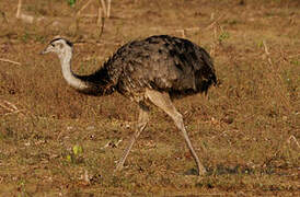 Greater Rhea