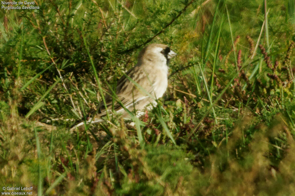 Pere David's Snowfinch