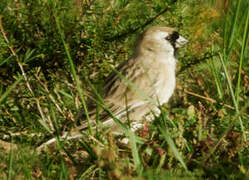 Pere David's Snowfinch