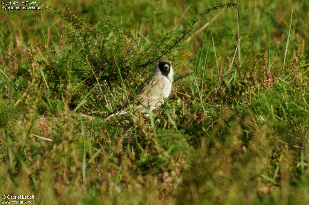 Pere David's Snowfinch