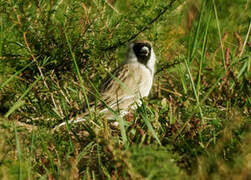 Pere David's Snowfinch