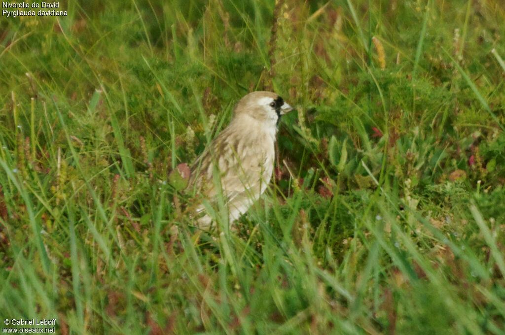 Pere David's Snowfinch