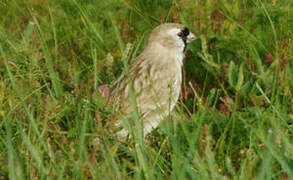 Pere David's Snowfinch