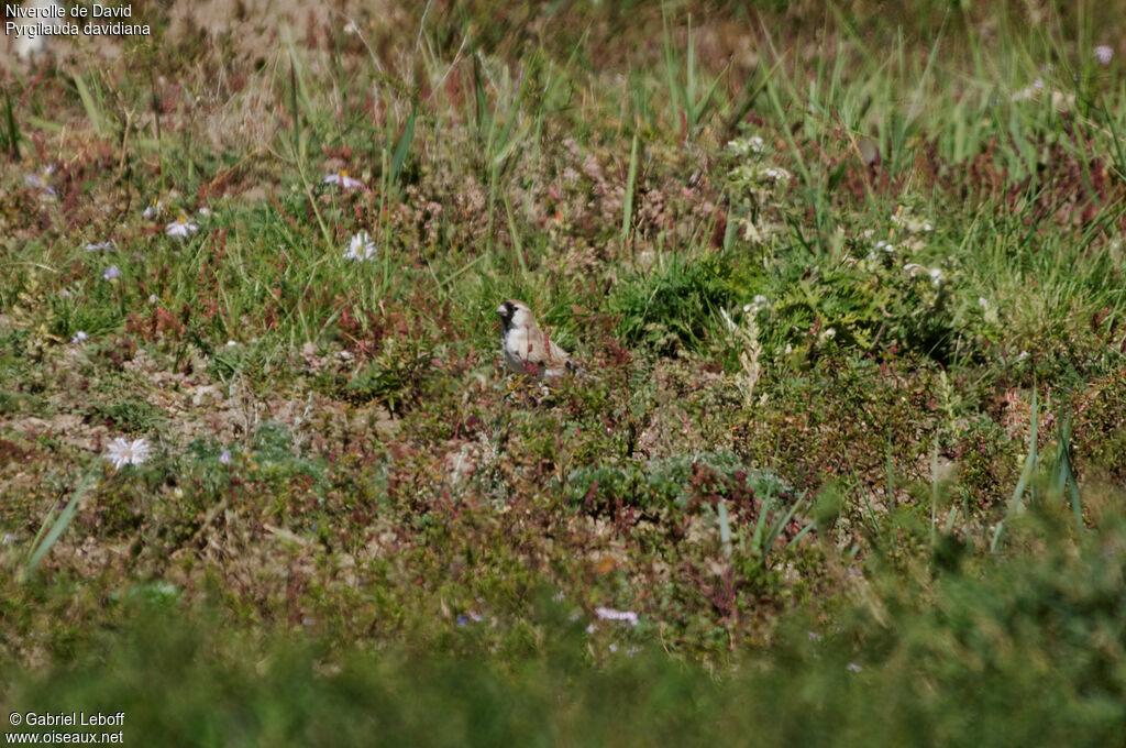 Pere David's Snowfinch