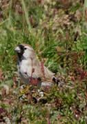 Pere David's Snowfinch