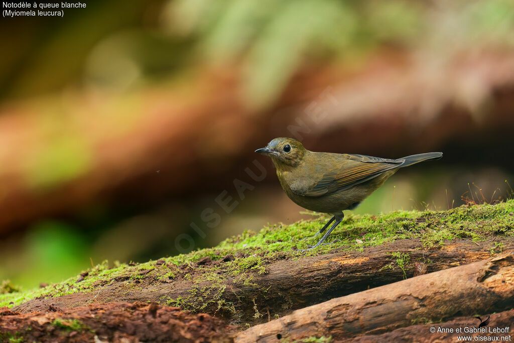 White-tailed Robin female