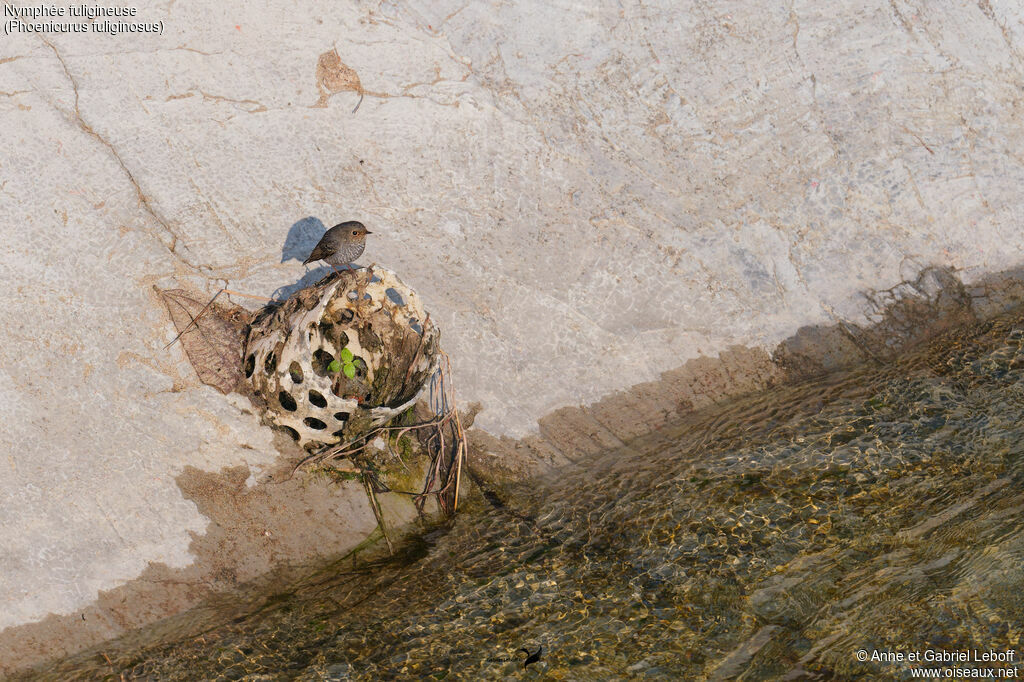Nymphée fuligineuse