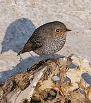 Nymphée fuligineuse