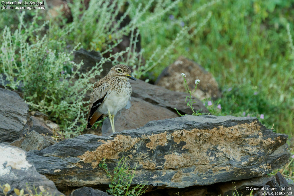 Senegal Thick-knee