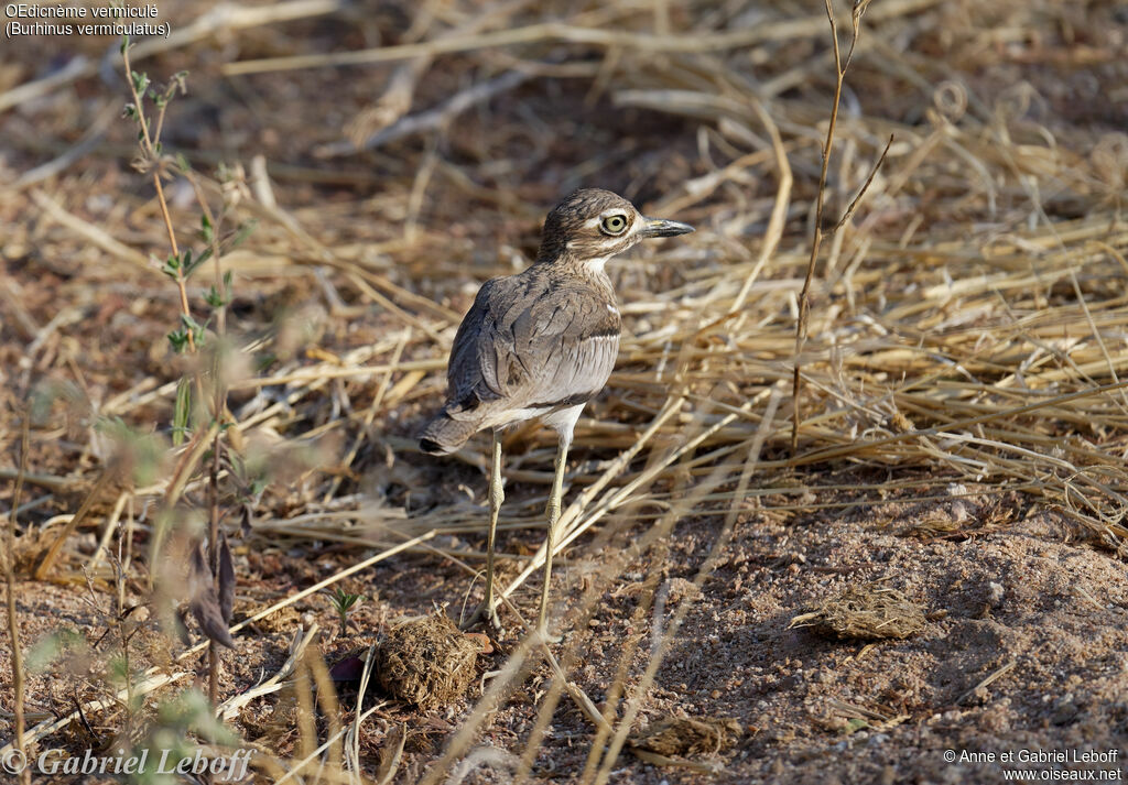 Water Thick-knee