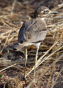 Water Thick-knee