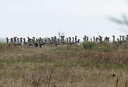 Greylag Goose