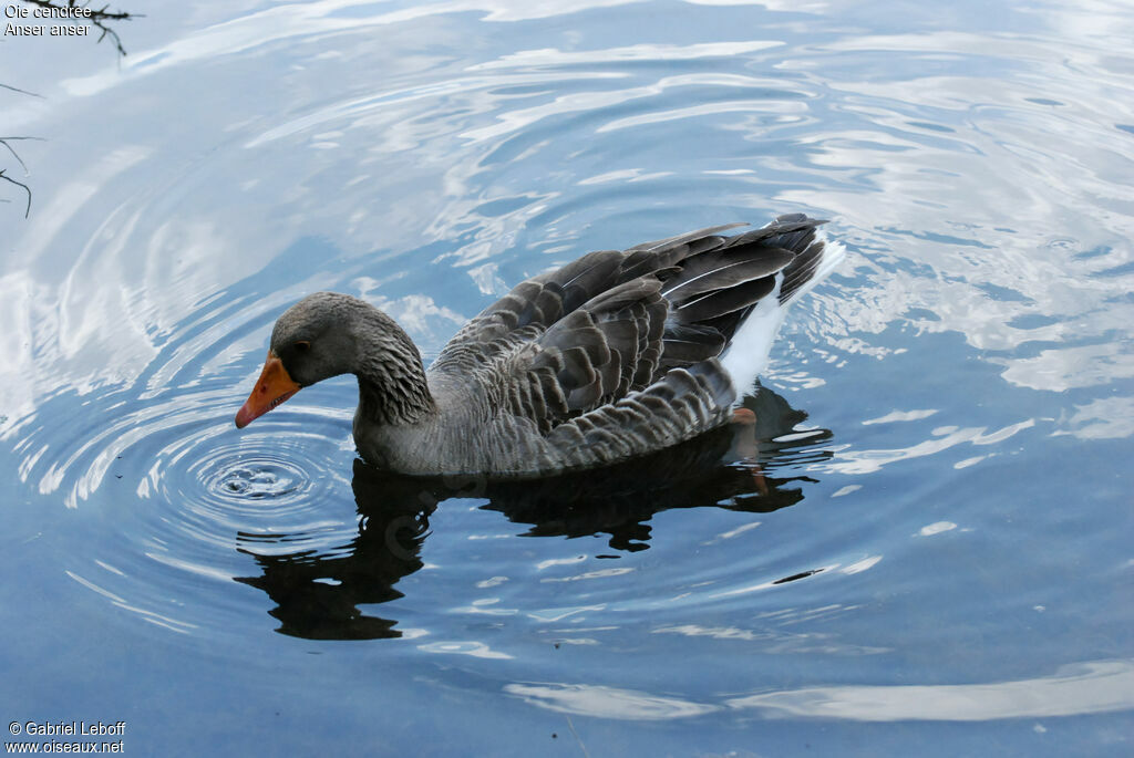 Greylag Goose