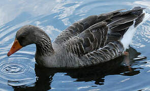 Greylag Goose