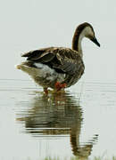 Swan Goose