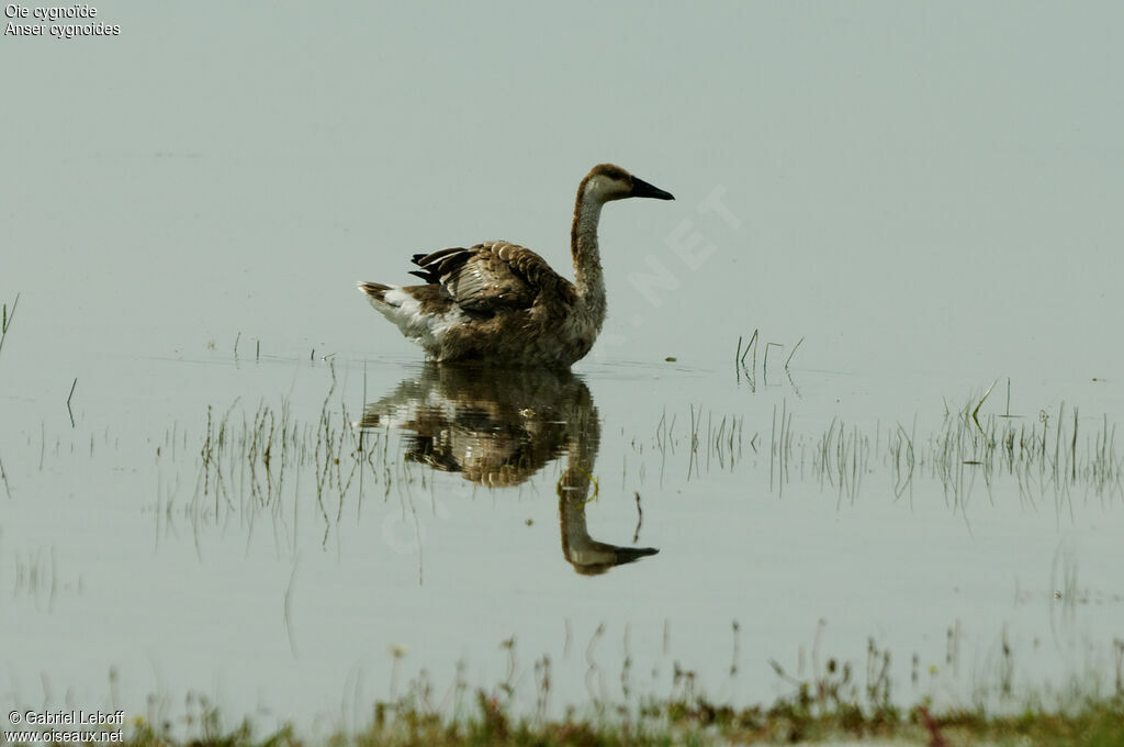 Swan Goose