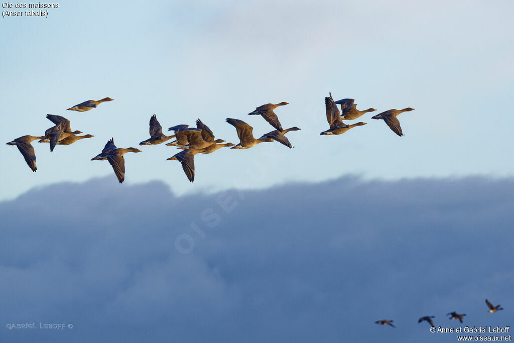 Taiga Bean Goose