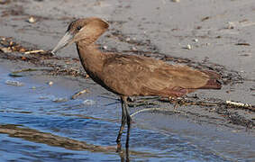 Hamerkop