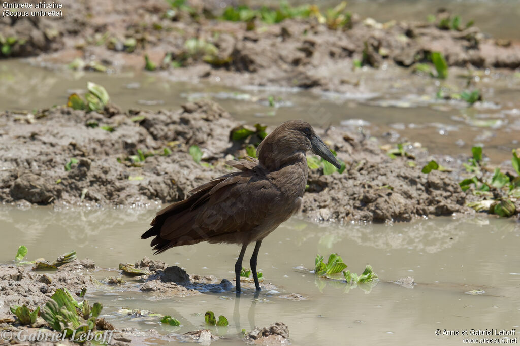 Hamerkop