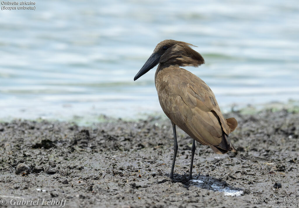 Hamerkop