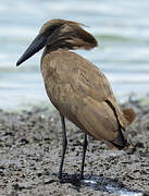 Hamerkop