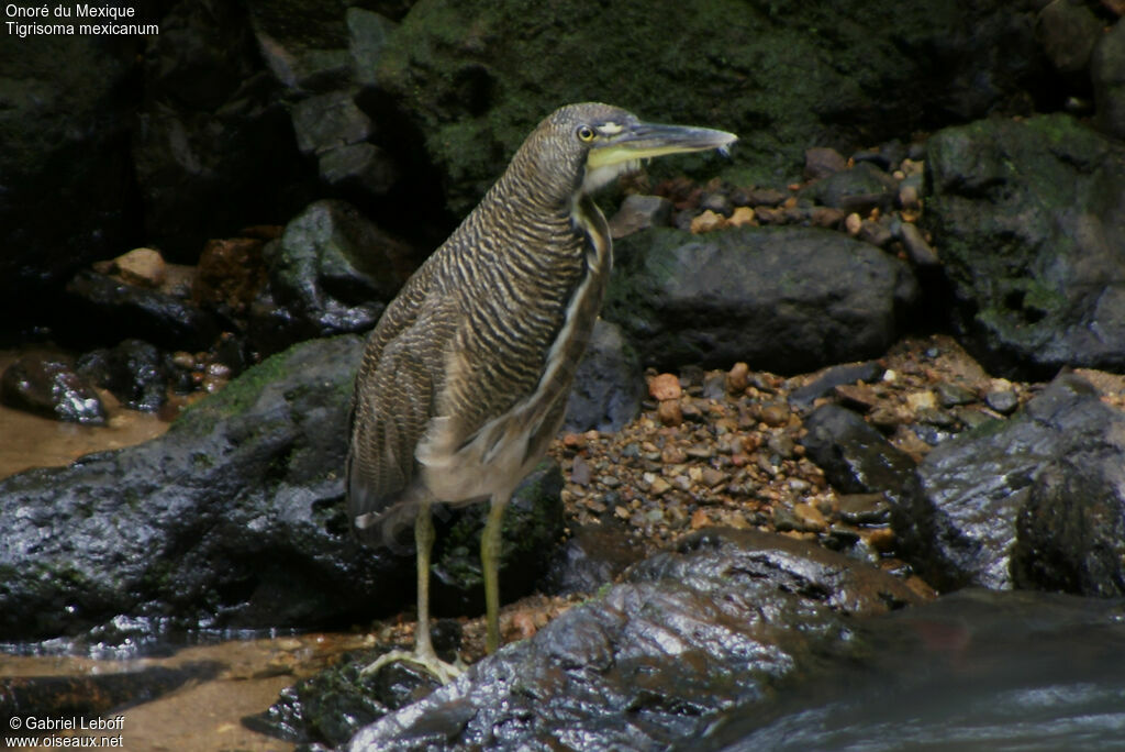 Bare-throated Tiger Heron