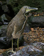 Bare-throated Tiger Heron