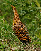 Rufescent Tiger Heron