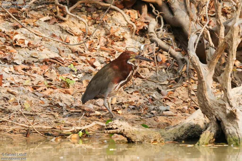 Rufescent Tiger Heron