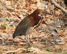 Rufescent Tiger Heron