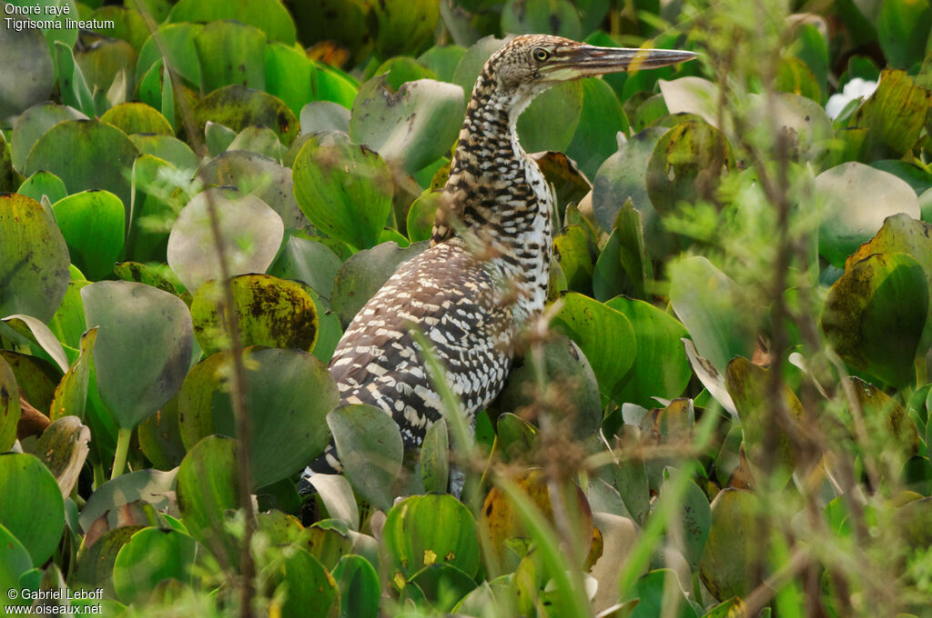 Onoré rayéimmature