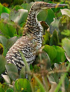 Rufescent Tiger Heron