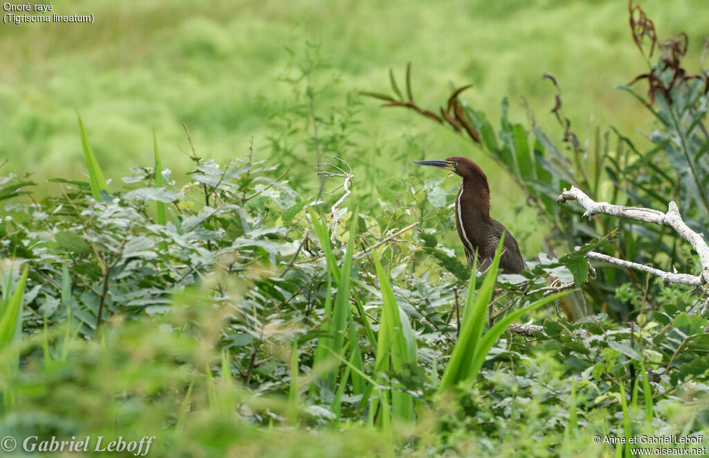 Rufescent Tiger Heron