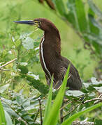 Rufescent Tiger Heron