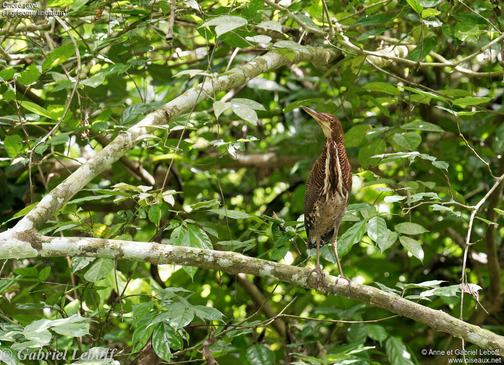 Rufescent Tiger Heronimmature